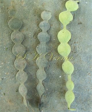  Legumes